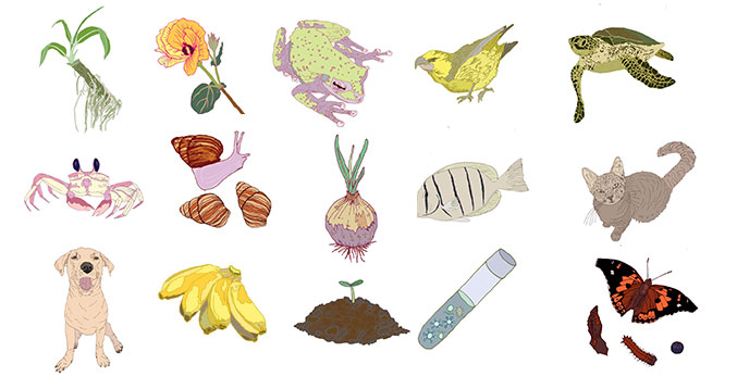 Hawaiian plant and animal illustrations by David Shepard